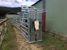 Load image into Gallery viewer, Cadet Cattle Crush