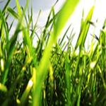 Save that Grass