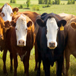 8 Facts about beef breeding