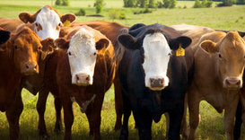 8 FACTS ABOUT BEEF BREEDING