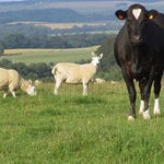 Spot the Signs: Healthy vs Unhealthy Cattle & Sheep