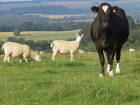 Spot the Signs: Healthy vs Unhealthy Cattle & Sheep