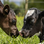 Getting Ready for Calving