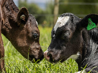 Getting Ready for Calving