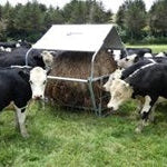 Winter Feed Strategies for Cattle