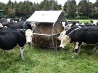 Winter Feed Strategies for Cattle