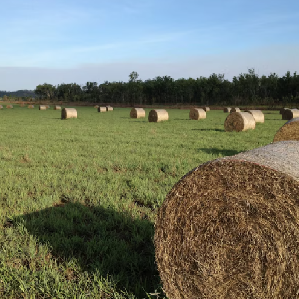 Choosing and Shutting Up Paddocks for Baleage and Hay
