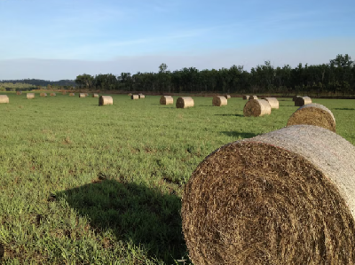 Choosing and Shutting Up Paddocks for Baleage and Hay