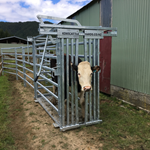 Safe Cattle Handling: Essential Tips