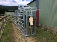 Safe Cattle Handling: Essential Tips