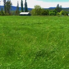 Hay Making (Part 1)