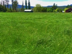 Hay Making (Part 1)