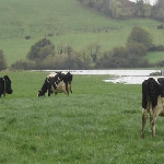 Spring pasture growth and rotational grazing decisions
