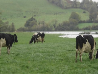 Spring pasture growth and rotational grazing decisions