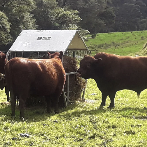 Six ways to reduce waste of your winter feeds.