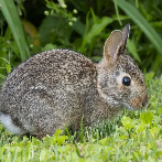 Five options for rabbit control