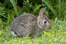 Five options for rabbit control