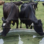 Managing Stock Water in Hot, Dry Conditions