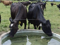 Managing Stock Water in Hot, Dry Conditions