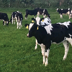 Weaning Calves: Feeding Hay and Baleage After Milk