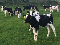 Weaning Calves: Feeding Hay and Baleage After Milk