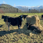 Pasture Management: Setting Up for Winter Feeding