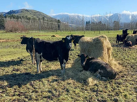 Pasture Management: Setting Up for Winter Feeding
