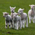 Docking Lamb Tails: Why It’s Done and How to Do It Humanely