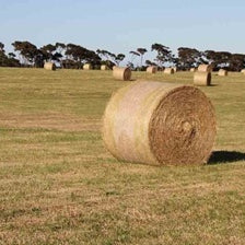 Hay Making (Part 2)