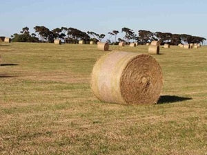 Hay Making (Part 2)