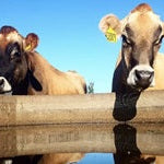 The Importance of Reliable Livestock Water Supply