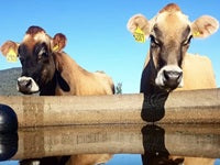 The Importance of Reliable Livestock Water Supply