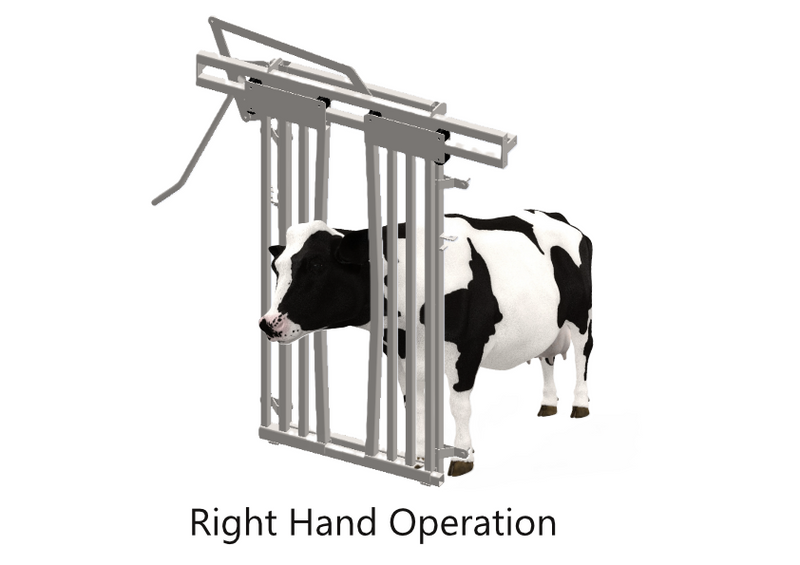 Boss Headbail