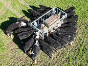 Group of black calves gathered around a metal feeding trough with hay on a grassy field.