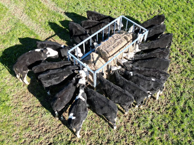 Group of black calves gathered around a metal feeding trough with hay on a grassy field.