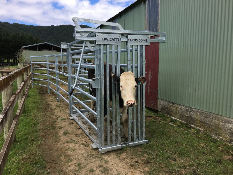 Cadet Cattle Crush